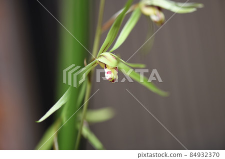 帶著高貴香氣的坎蘭 84932370