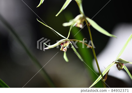 帶著高貴香氣的坎蘭 84932371