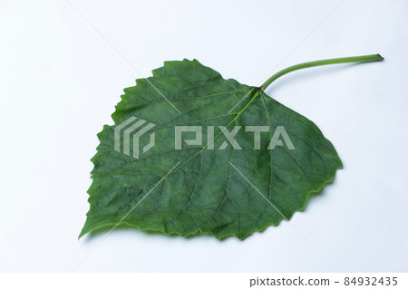 Leaf of Clerodendrum chinense, called the glory bower, Satara, Maharashtra, India Leaf of Clerodendrum chinense, called the glory bower, Satara, Maharashtra, India 84932435
