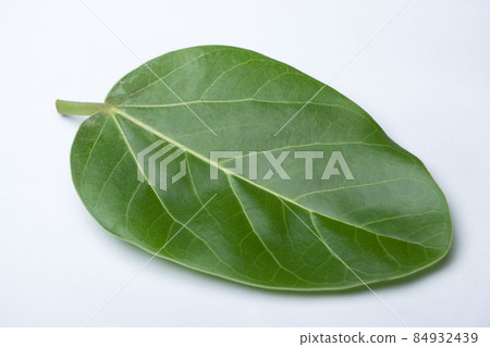 Leaf of Banyan tree, Ficus microcarpa, Satara, Maharashtra, India. The root, bark and leaf latex are used medicinally to treat wounds, headache and toothache 84932439