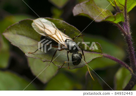 Queen carpenter ant with wings, Satara, Maharashtra, India Queen carpenter ant with wings, Satara, Maharashtra, India 84932443