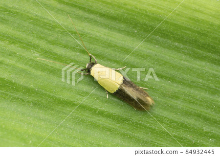 The Indianmeal moth is a pyraloid moth of the family Pyralidae Plodia interpunctella, Satara, Maharashtra, India The Indianmeal moth is a pyraloid moth of the family Pyralidae Plodia interpunctella, Satara, Maharashtra, India 84932445
