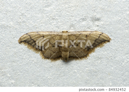 Wax moth, Galleriini species, Satara, Maharashtra, India Wax moth, Galleriini species, Satara, Maharashtra, India 84932452