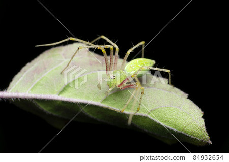 Green lynx spider, Oxyops species, Satara, Maharashtra, India 84932654