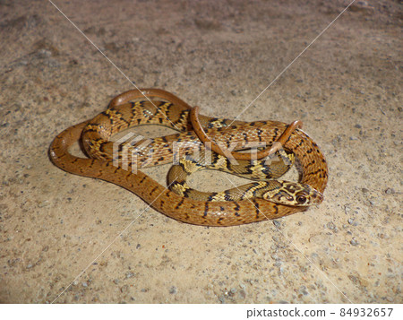 Slender racer, Platyceps gracilis, Satara, Maharashtra, India 84932657