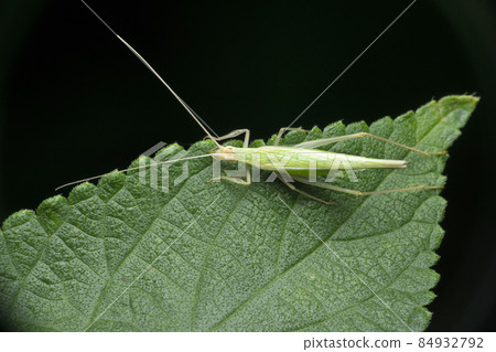 Snowy tree cricket, Oecanthus fultoni, Satara, Maharashtra, India Snowy tree cricket, Oecanthus fultoni, Satara, Maharashtra, India 84932792