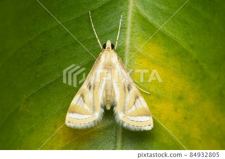 Ornate moth, Utetheisa species, Satara, Maharashtra, India Ornate moth, Utetheisa species, Satara, Maharashtra, India 84932805