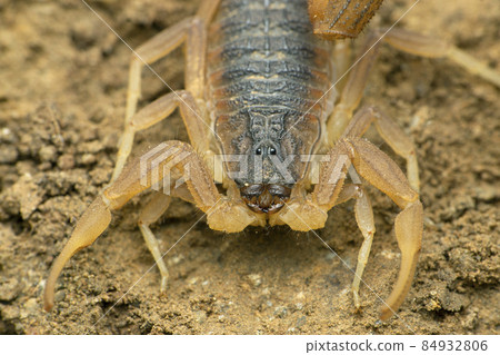 Indian red scorpion, Hottentotta tamulus, Satara, Maharashtra, India 84932806