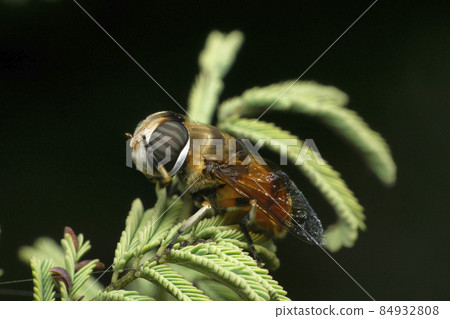 Cicada fly, Satara, Maharashtra, India 84932808