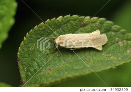 Bogong moth species, Satara, Maharashtra, India Bogong moth species, Satara, Maharashtra, India 84932809