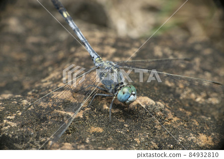 Blue skimmer dragonfly, Diplacodes trivialis, Satara, Maharashtra, India 84932810