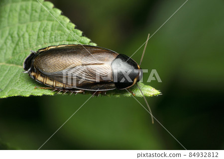 Jungle cockroach, Blaberus species, Satara, Maharashtra, India Jungle cockroach, Blaberus species, Satara, Maharashtra, India 84932812