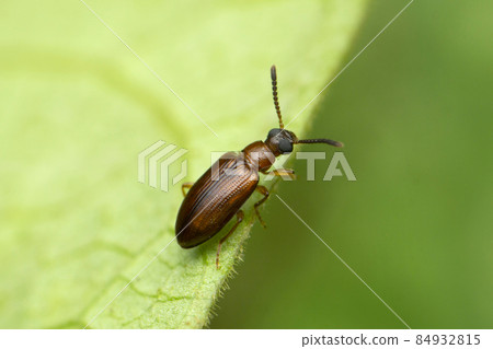 Tiny beetle, Tetraphalerus wagneri, Satara, Maharashtra, India 84932815