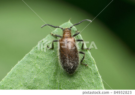 Rice beetle, Satara, Maharashtra, India Rice beetle, Satara, Maharashtra, India 84932823