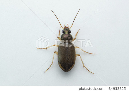 Ground beetle, Satara, Maharashtra, India 84932825