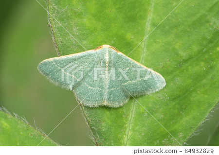 Wax moth , Galleria species, Satara, Maharashtra, India Wax moth , Galleria species, Satara, Maharashtra, India 84932829