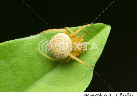 Orb weaver spider, Neoscona species, Satara, Maharashtra, India 84932833
