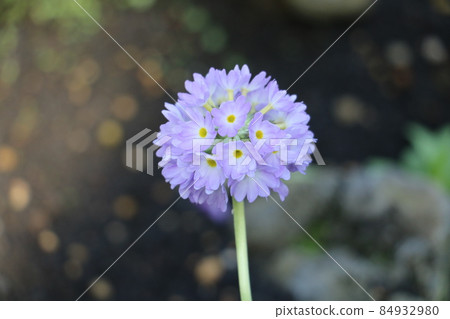 報春花 報春花 84932980