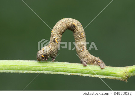 Caterpillar of silk moth, Satara, Maharashtra, India Caterpillar of silk moth, Satara, Maharashtra, India 84933022