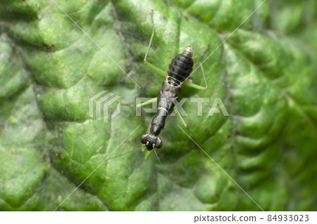 Ant mimic mantis, Euantissa pulchra, Satara, Maharashtra, India 84933023