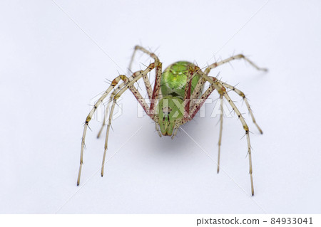 Green lynx spider, Oxyopes paykulli, Satara, Maharashtra, India 84933041