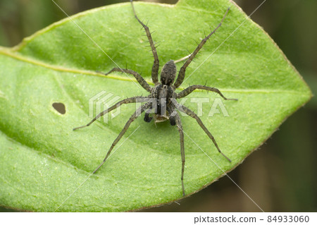 Funnel web wolf spider, Lycosa species, Satara, Maharashtra, India Funnel web wolf spider, Lycosa species, Satara, Maharashtra, India 84933060