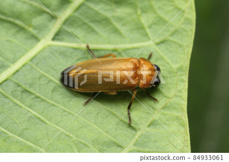 Firefly, Lampyris species, Satara, Maharashtra, India 84933061