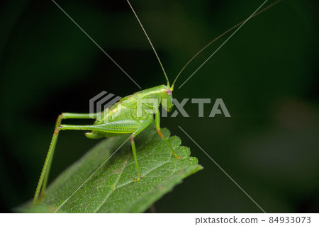 Nymph green katydid, Tettigonia species, satara  maharashtra india 84933073
