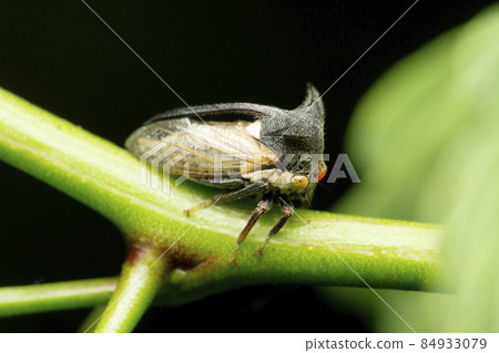 Horn tree hopper, Heteronotus nodosus , Satara, Maharashtra, India Horn tree hopper, Heteronotus nodosus , Satara, Maharashtra, India 84933079