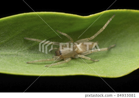 Brown sac spider, Clubiona trivialis, Satara, Maharashtra, India 84933081
