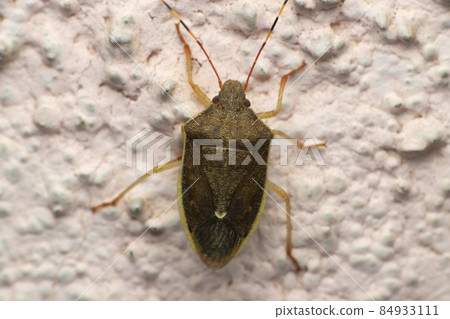 Grey stink bug species, Satara, Maharashtra, India 84933111