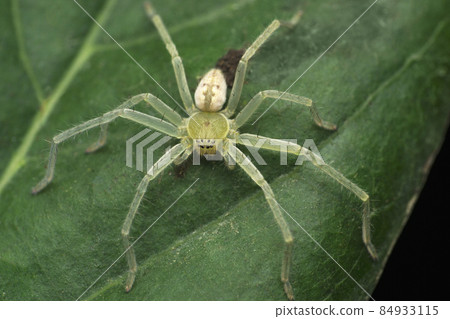 Tree huntsman spider,  Olios species , Satara, Maharashtra, India 84933115