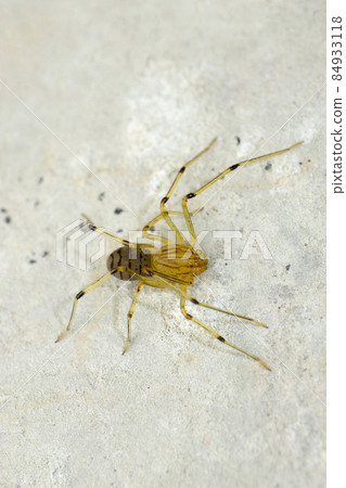 Spitting spider, Scytodes thoracica, Satara, Maharashtra, India 84933118
