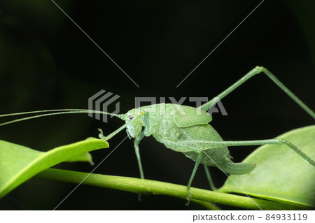 Leaf mimic katydid nymph, Tettigoniid species,Satara, Maharashtra, India 84933119