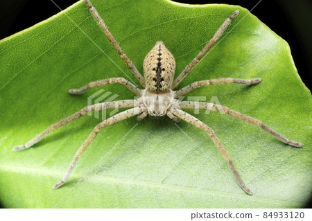 Huntsman spider, Olios species, Satara, Maharashtra, India 84933120
