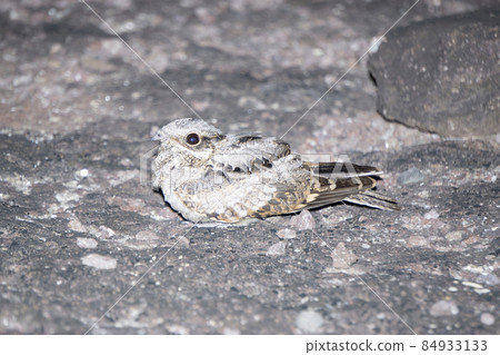 Indian nightjar, Caprimulgus asiaticus, Satara, Maharashtra India 84933133