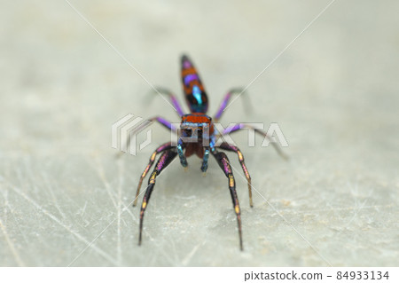 Eyes of colourful jumping spider, Chrysilla volupe, satara naharashtra india.ARW 84933134