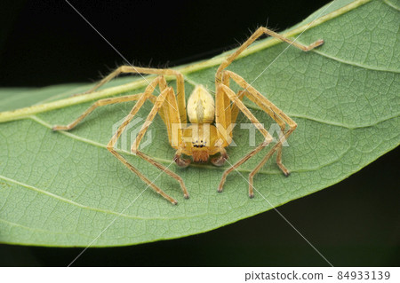 Huntsman spider on leaf closeup view, Olios species,  Satara, Maharashtra India 84933139