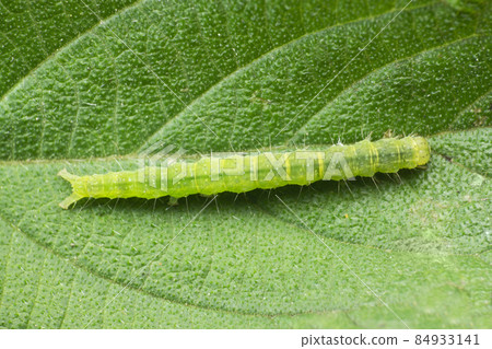 Cabbage looper moth caterpillar.Family Noctuidae, referred to as owlet moths, Trichoplusia ni,  Satara, Maharashtra India 84933141