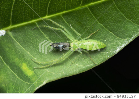 Grass crab spider, Oxytate species, Satara, Maharashtra, India Grass crab spider, Oxytate species, Satara, Maharashtra, India 84933157