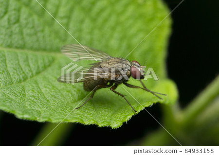 Sarcophagidae are a family of flies commonly known as flesh flies, Satara, Maharashtra, India Sarcophagidae are a family of flies commonly known as flesh flies, Satara, Maharashtra, India 84933158