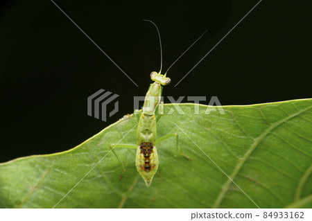Dorsal view of Green flower mantis, Euantissa pulchra, Satara, Maharashtra, India 84933162