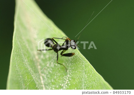 Ant mimic preying mantis, Euantissa pulchra, Satara, Maharashtra, India Ant mimic preying mantis, Euantissa pulchra, Satara, Maharashtra, India 84933170