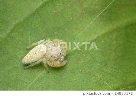 Jumping spider, Epocilla clarata, Satara, Maharashtra, India 84933178