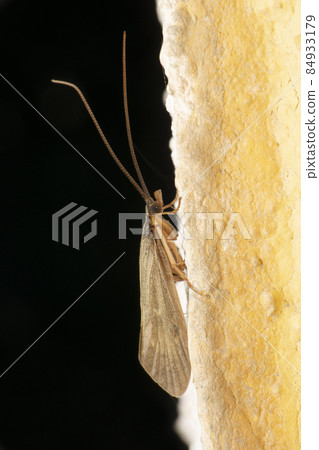 India meal moth, Plodia species, Satara, Maharashtra, India India meal moth, Plodia species, Satara, Maharashtra, India 84933179