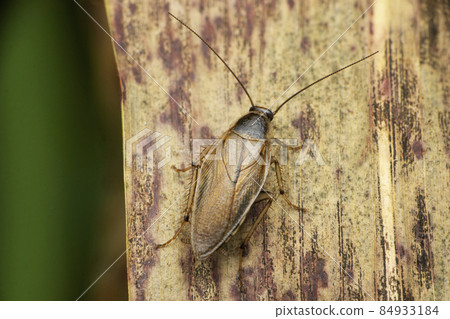 Field cockroach, Cariblatta species, Satara, Maharashtra, India Field cockroach, Cariblatta species, Satara, Maharashtra, India 84933184