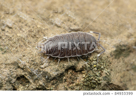 Pentazonia milipede, Satara, Maharashtra, India 84933399