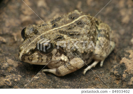Indian burrowing frog, Sphaerotheca breviceps, Satara, Maharashtra, India Indian burrowing frog, Sphaerotheca breviceps, Satara, Maharashtra, India 84933402