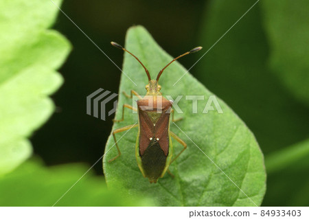 Dorsal view of stink bug, Musgraveia species, Satara, Maharashtra, India Dorsal view of stink bug, Musgraveia species, Satara, Maharashtra, India 84933403