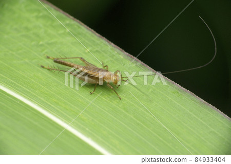 Colombian trig cricket insect, Cyrtoxipha columbiana, on grass leaf, Satara, Maharashtra, India. Family : Gryllidae Colombian trig cricket insect, Cyrtoxipha columbiana, on grass leaf, Satara, Maharashtra, India. Family : Gryllidae 84933404